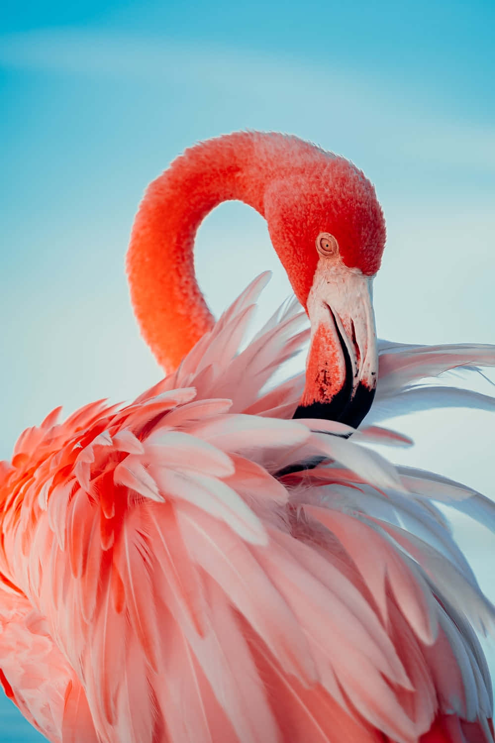 Unlock Productivity With Flamingo Laptop Wallpaper