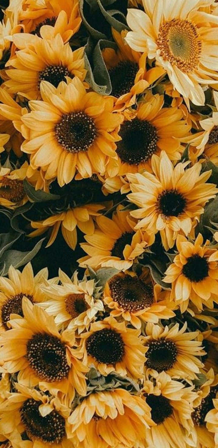 Unlock Your Creative Potential With A Vibrant Sunflower Aesthetic Iphone Wallpaper