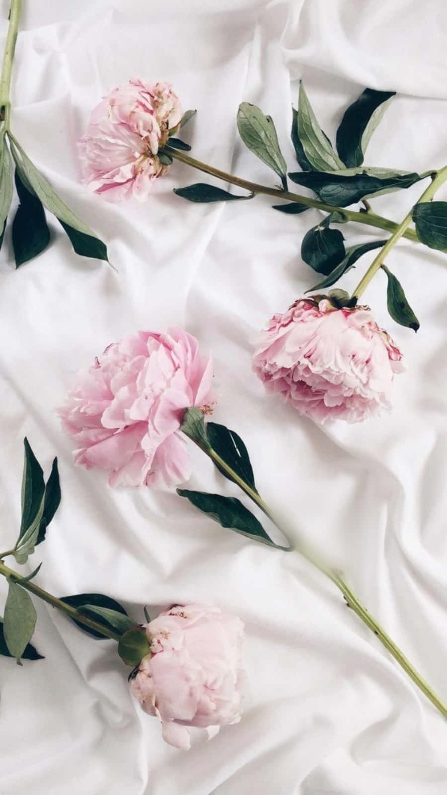 Unlock Your Inner Creativity With This Beautiful Pink And White Aesthetic. Wallpaper