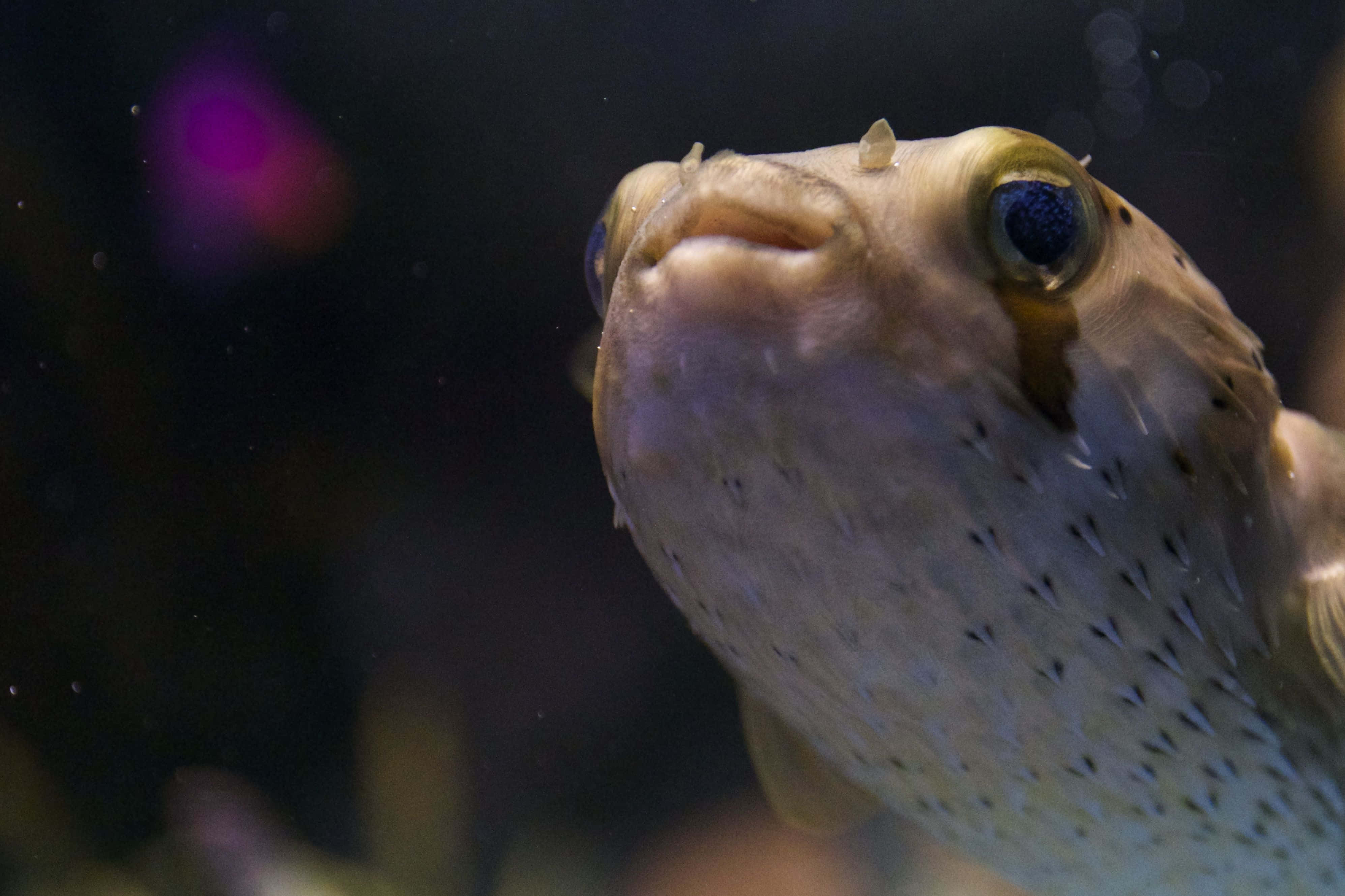 Up Close And Personal With A Porcupinefish Wallpaper