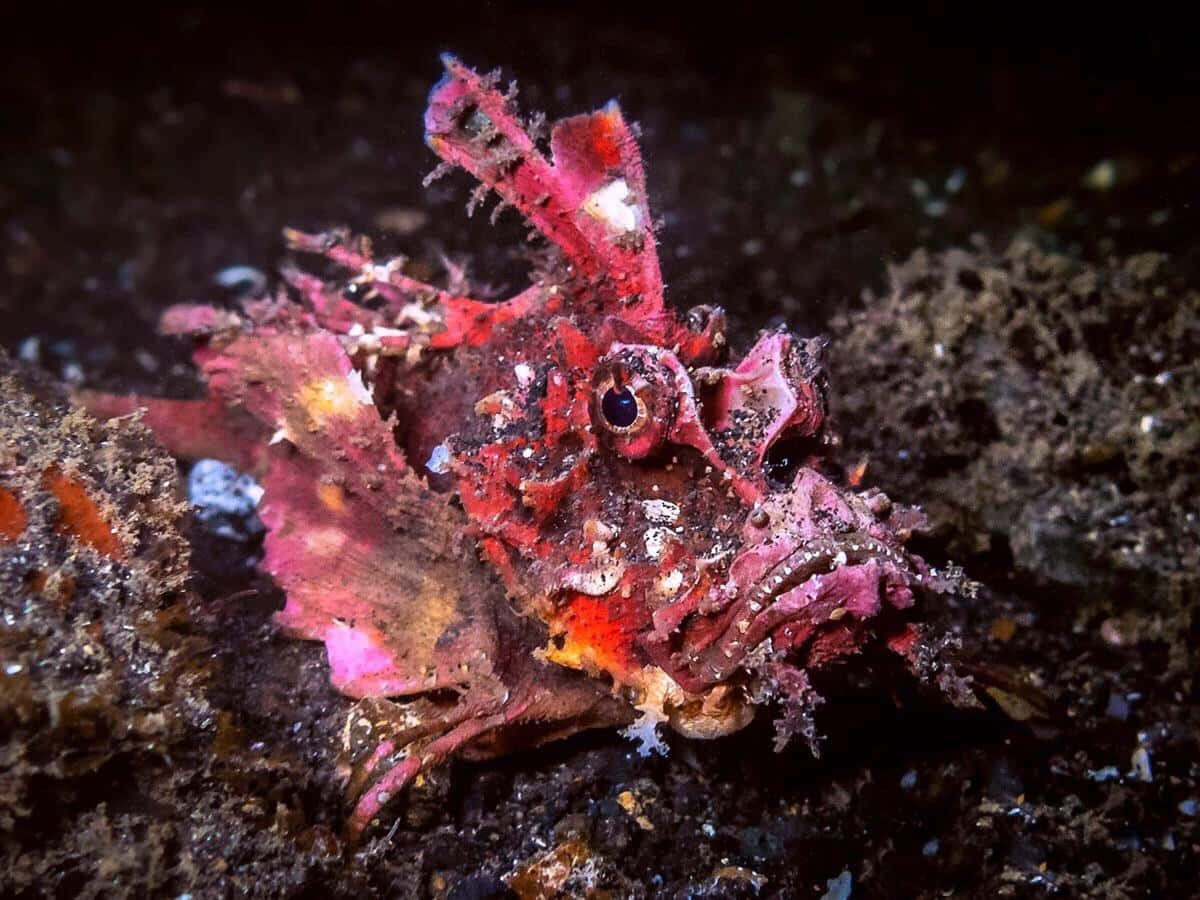 Up Close And Personal With Scorpionfish Wallpaper