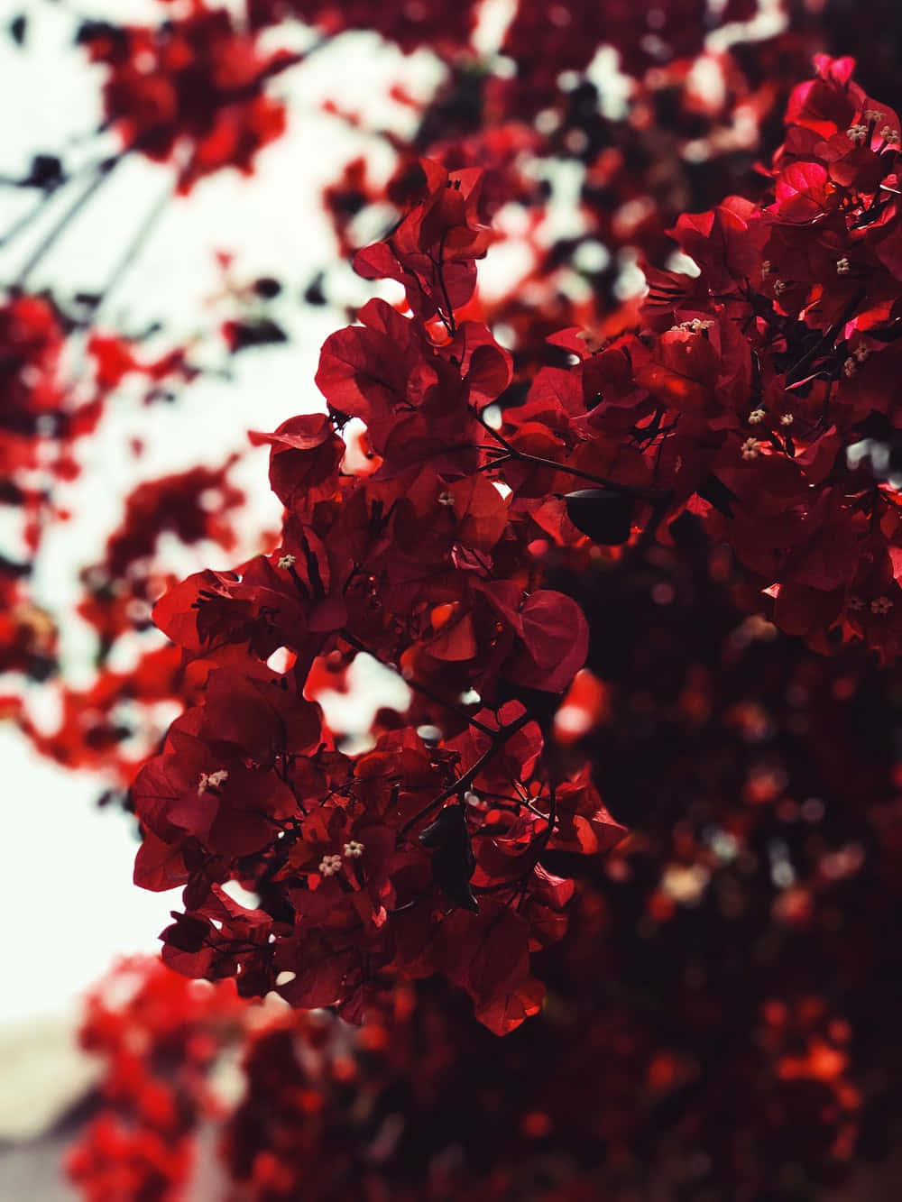 “up Your Phone Game With This Modern And Stylish Cute Red Phone.” Wallpaper