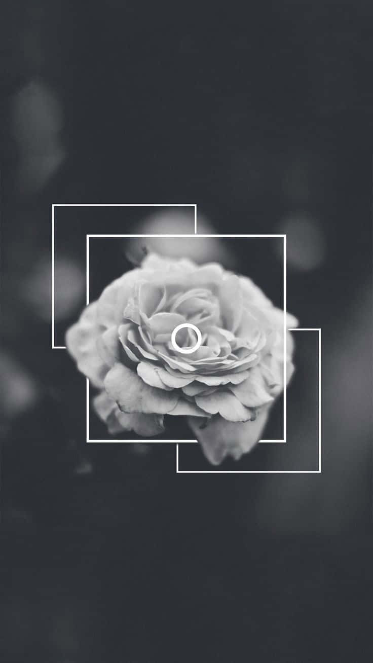 Upgrade With An Aesthetic White And Black Iphone Wallpaper