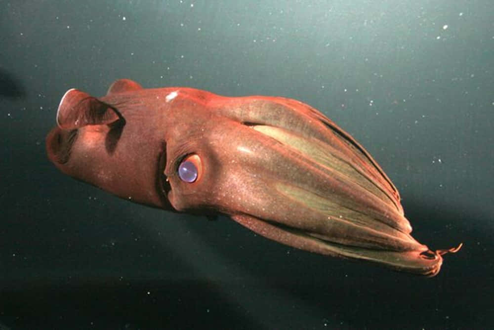 Vampire Squid Deep Sea Wallpaper