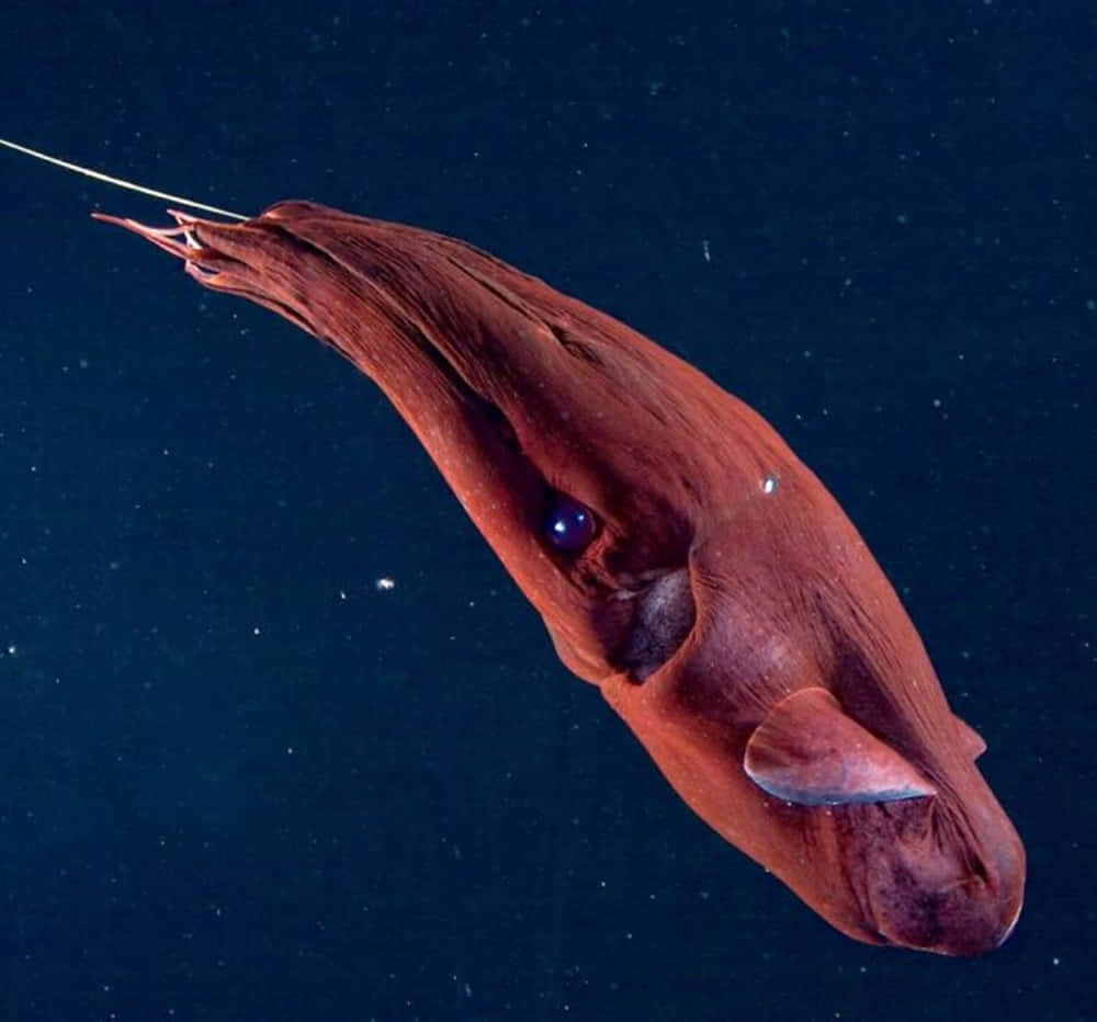 Vampire Squid Deep Sea Wallpaper