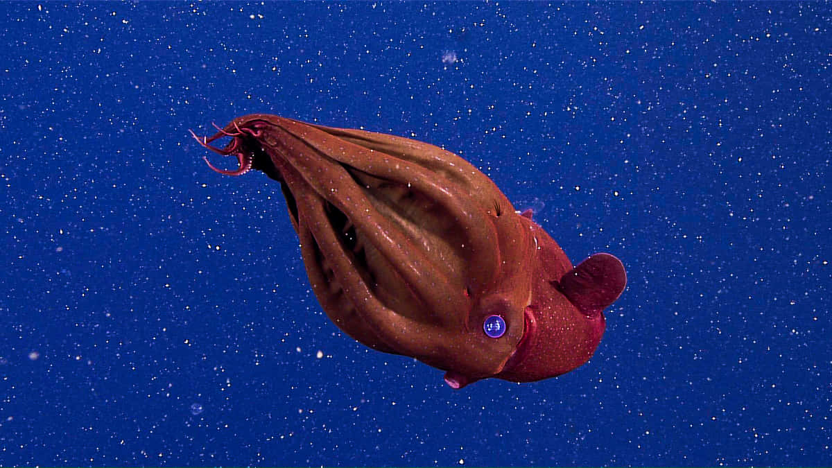 Vampire Squid Deep Sea Mystery Wallpaper