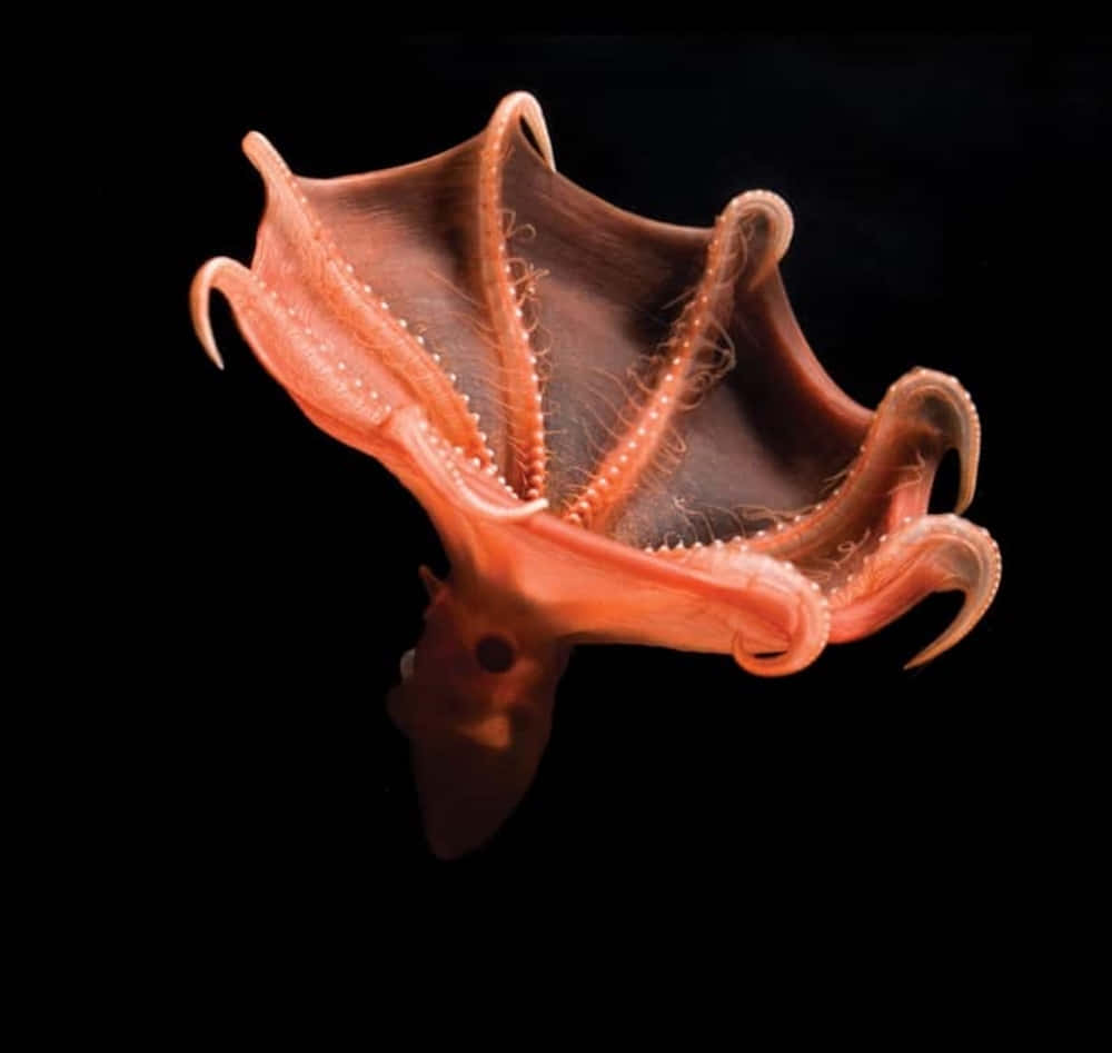 Vampire Squid From The Deep Wallpaper