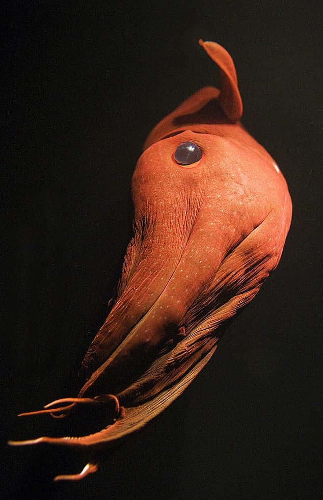 Vampire Squid From The Deep Wallpaper