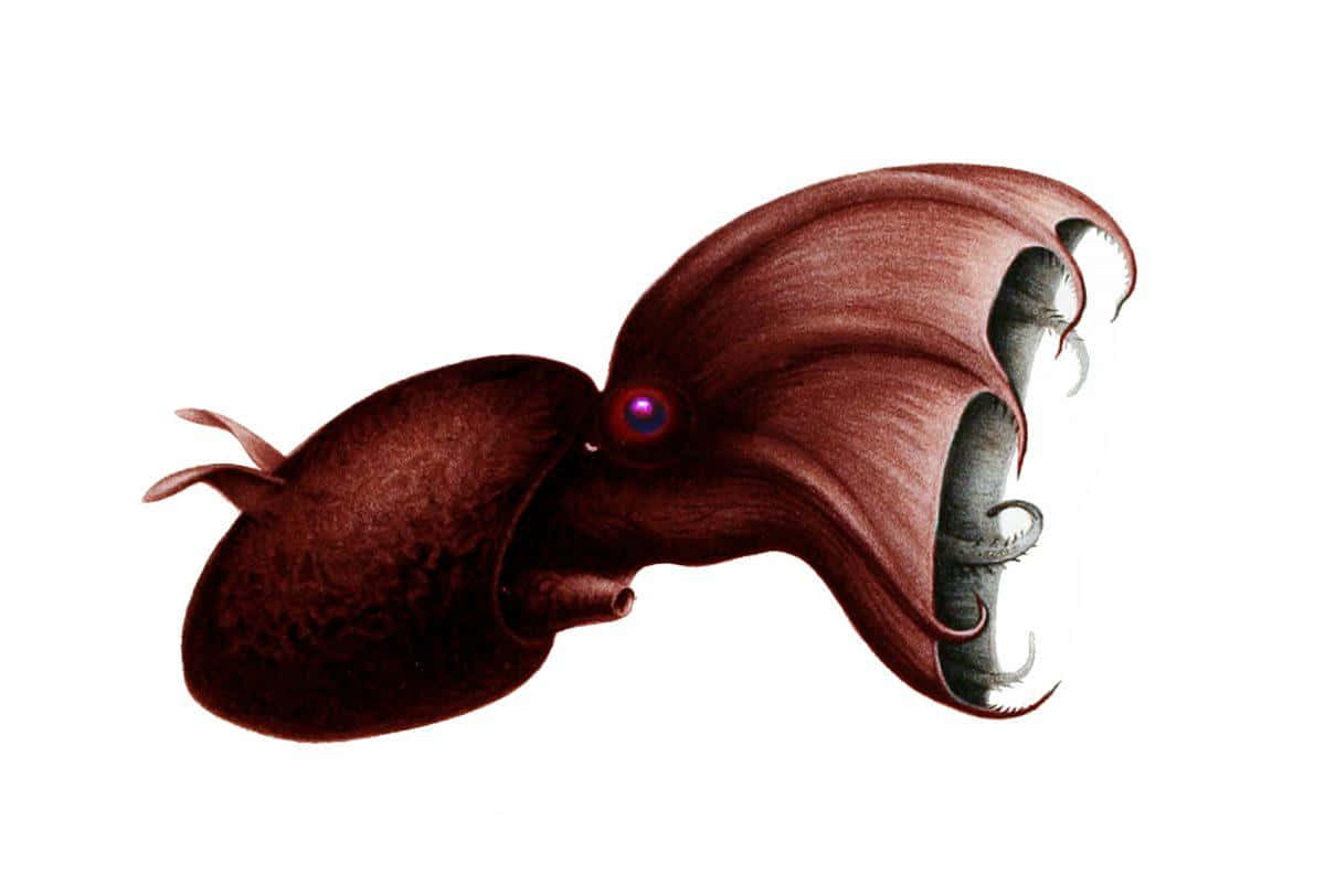 Vampire Squid Illustration Wallpaper