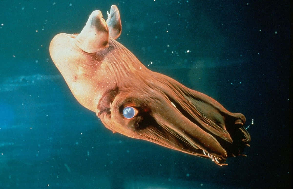 Vampire Squid Underwater Wallpaper