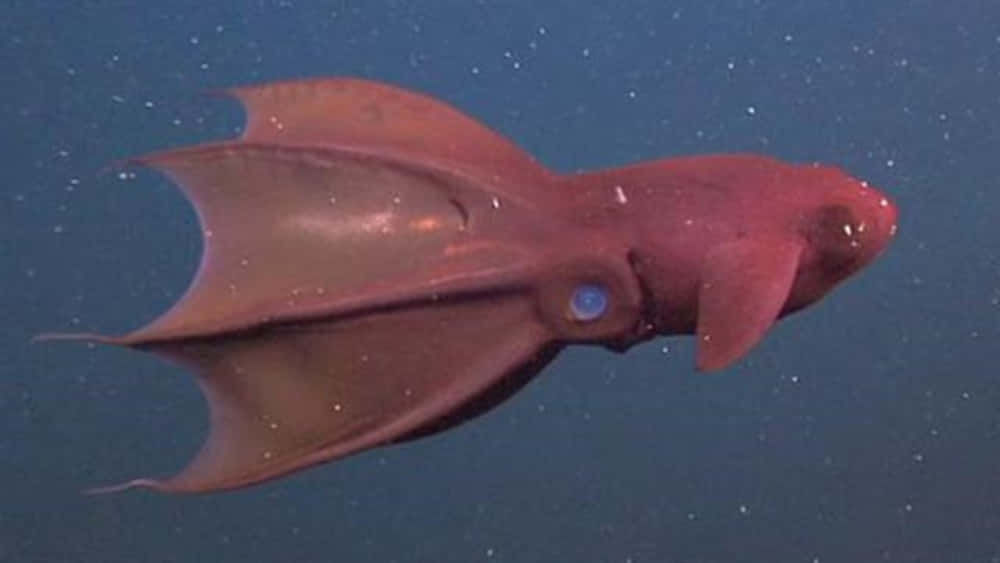 Vampire Squid Underwater Wallpaper