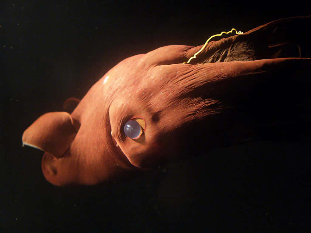 Vampire Squid Underwater Wallpaper