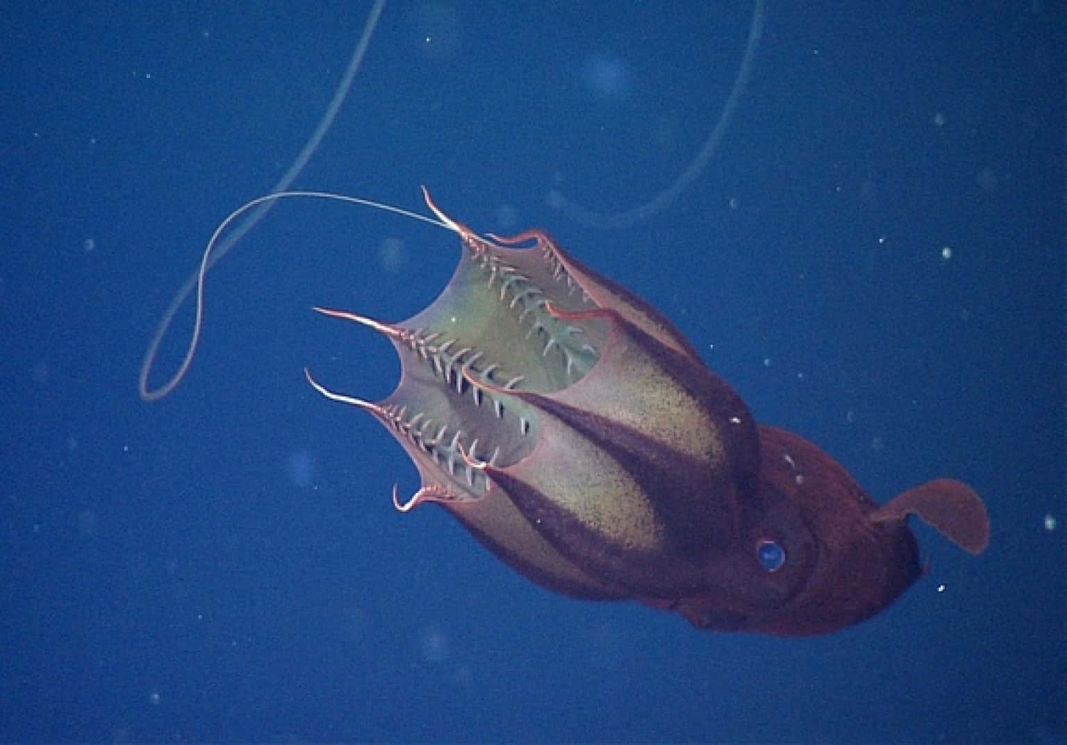 Vampire Squid Underwater Wallpaper