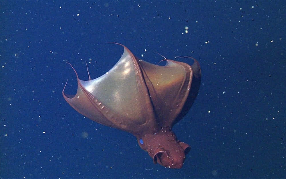 Vampire Squid Underwater Wallpaper