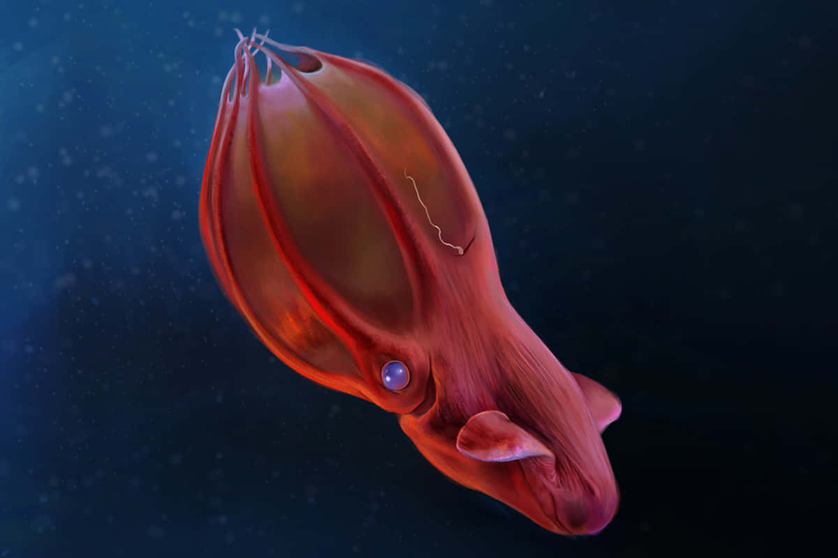 Vampire Squid Underwater Wallpaper