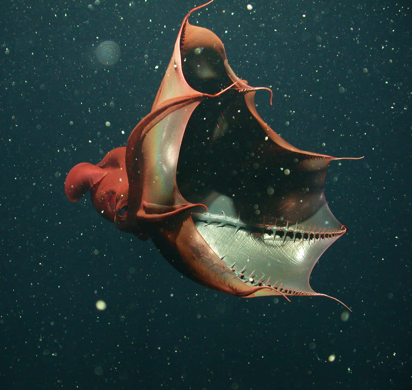 Vampire Squid Underwater Dance Wallpaper