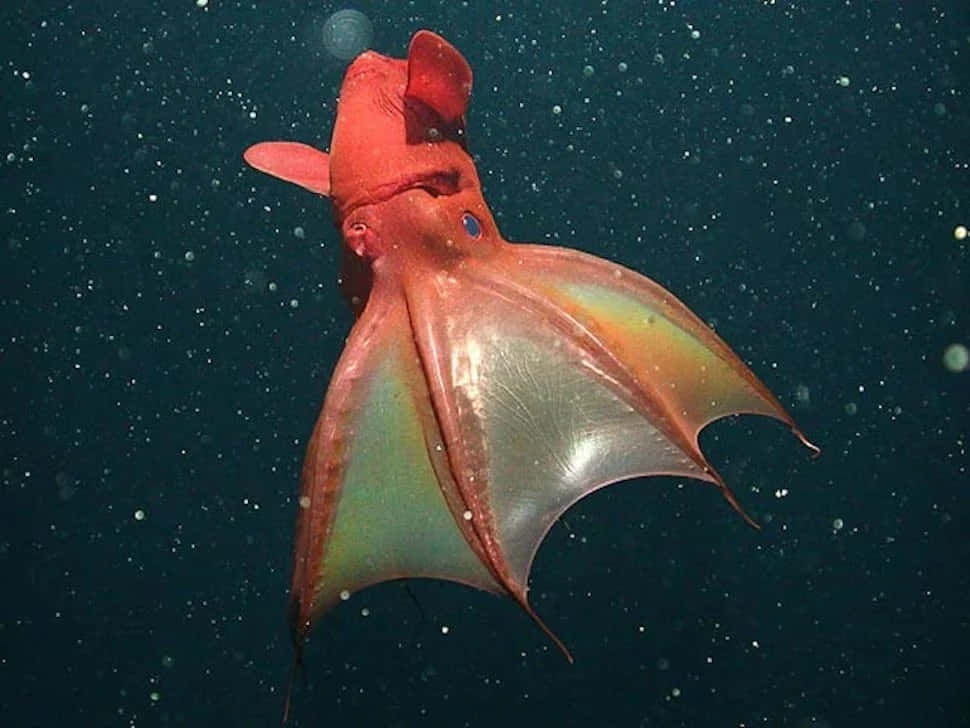 Vampire Squid Underwater Wallpaper