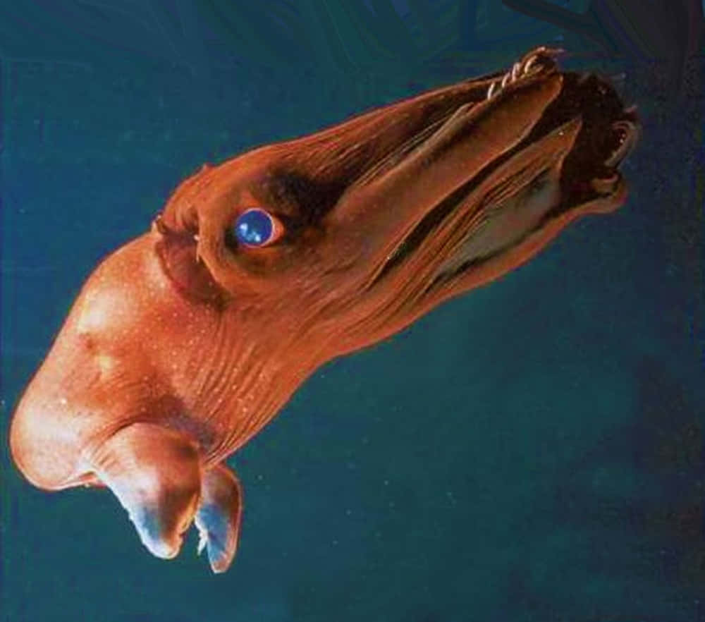 Vampire Squid Underwater Wallpaper