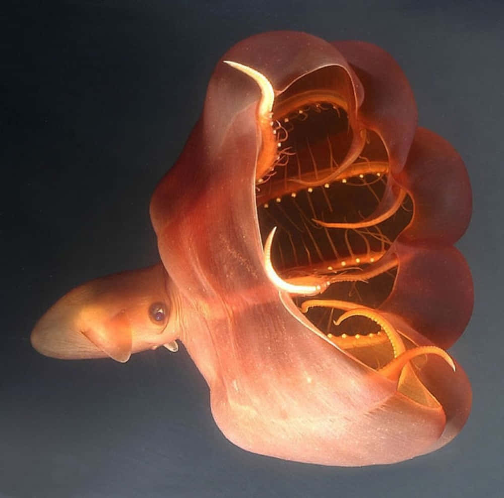 Vampire Squid Underwater Wallpaper