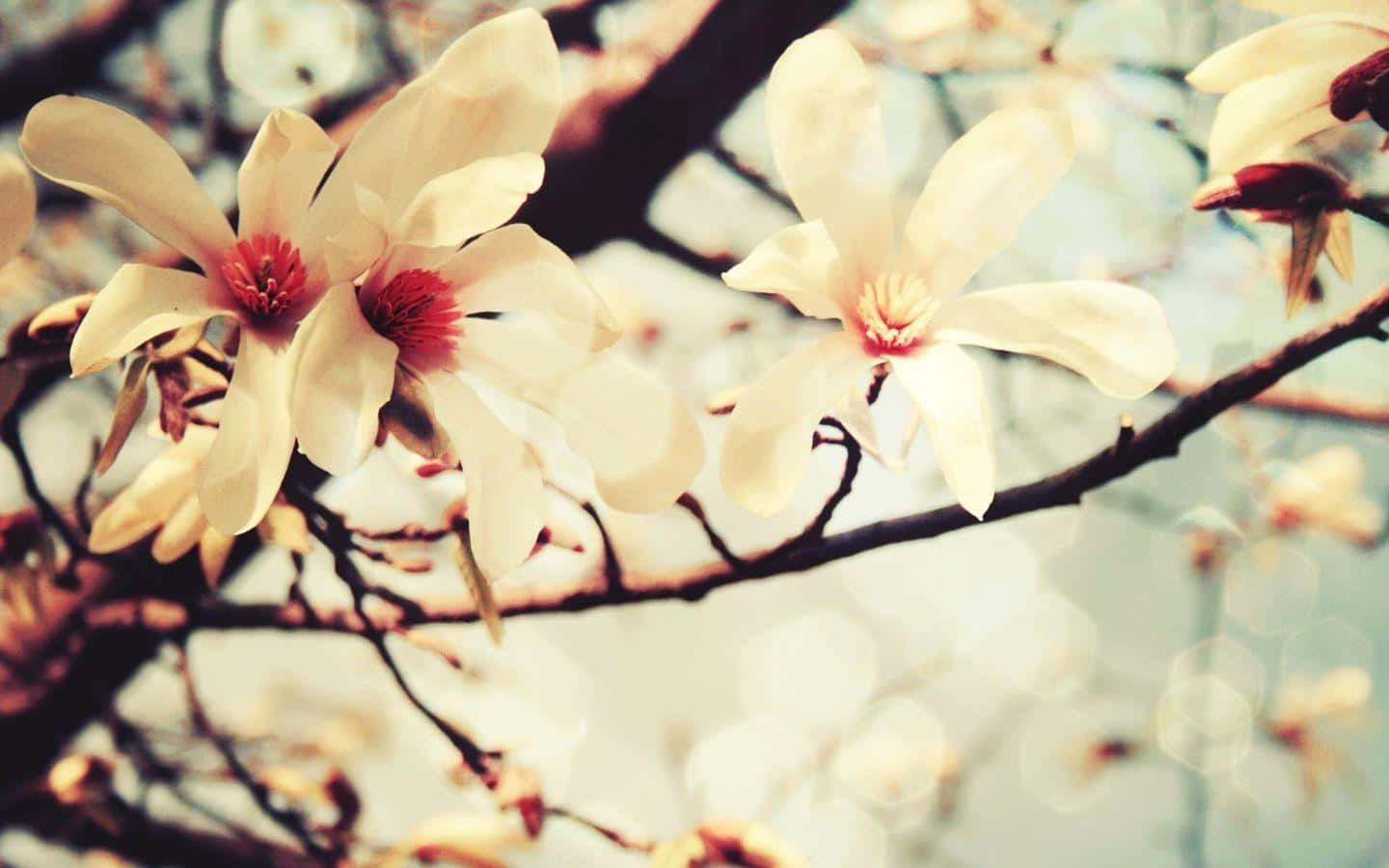 Vanilla Magnolia Blossoms Wallpaper