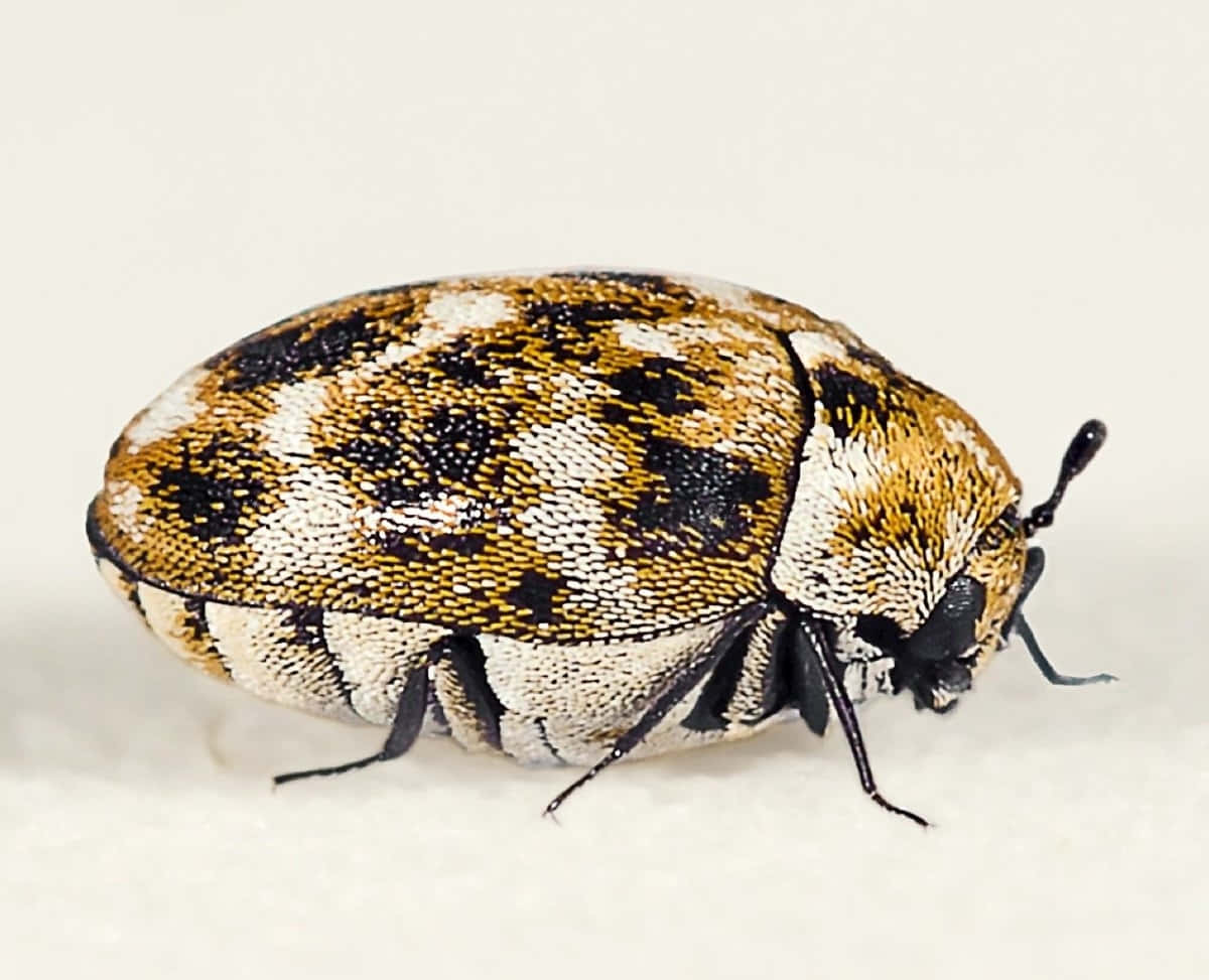 Varied Carpet Beetle Closeup Wallpaper