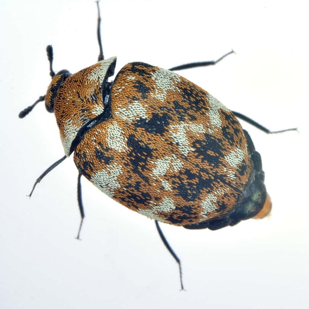 Varied Carpet Beetle Closeup Wallpaper