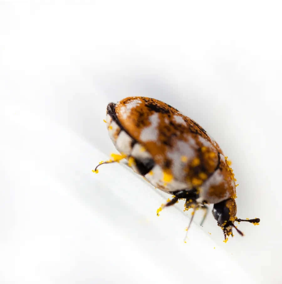 Varied Carpet Beetle Closeup Wallpaper