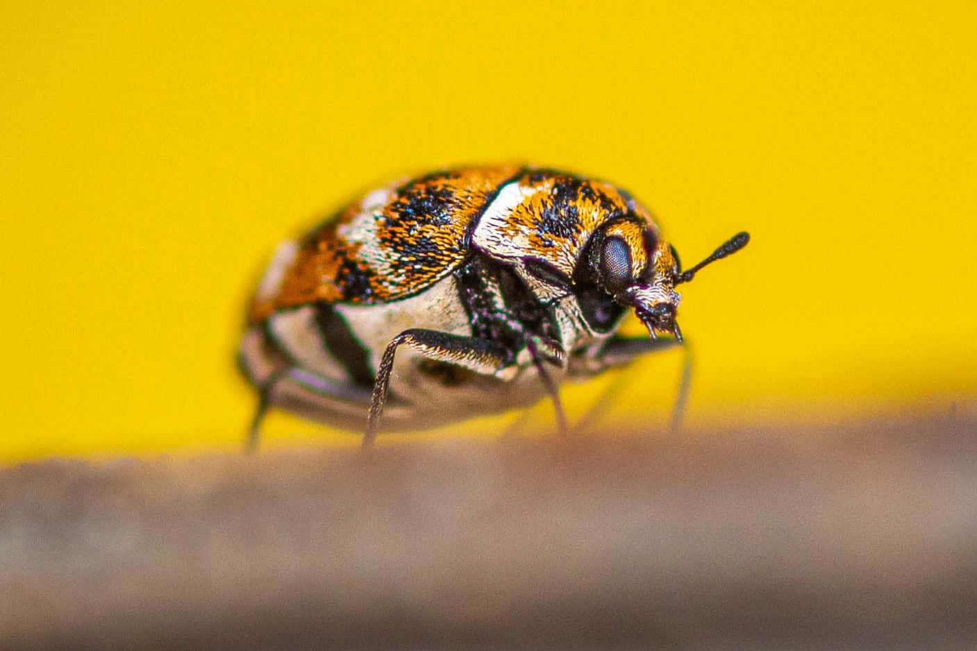 Varied Carpet Beetle Closeup Wallpaper