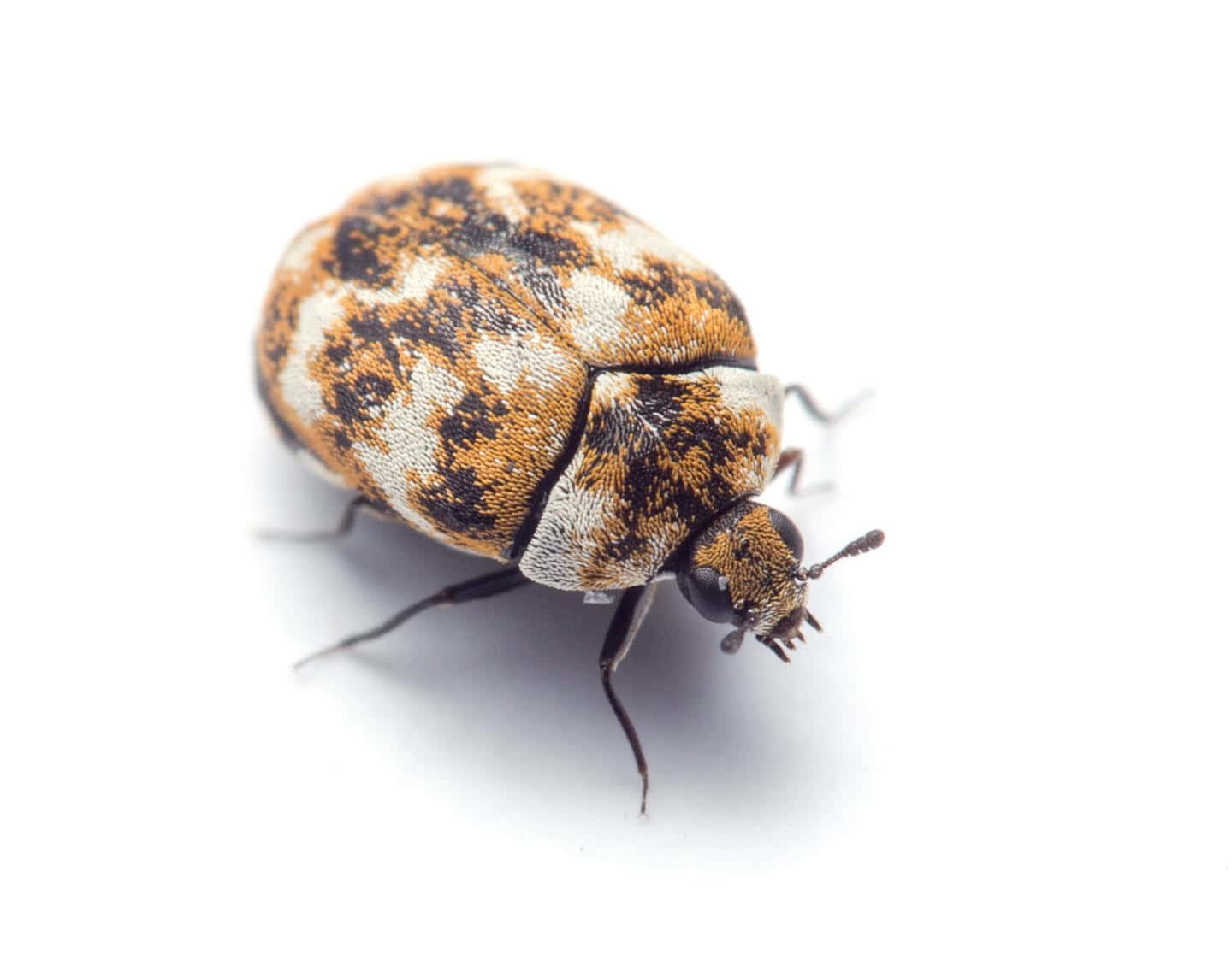 Varied Carpet Beetle White Background Wallpaper