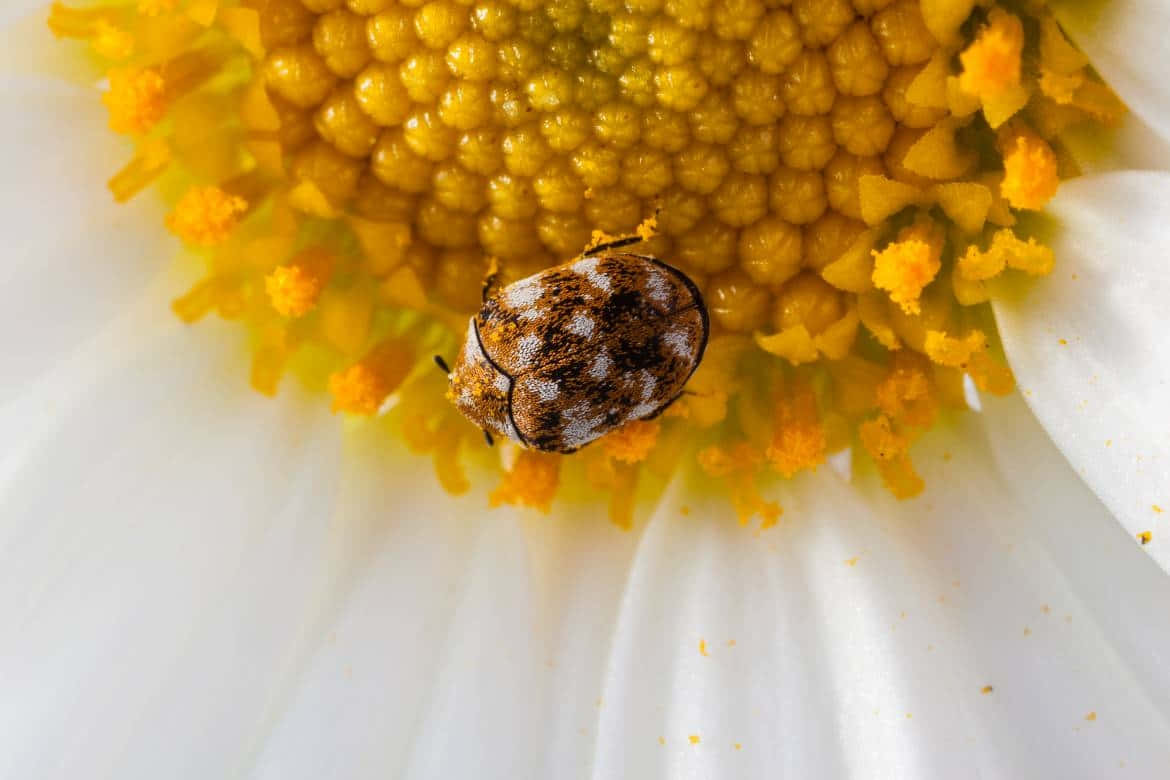 Varied Carpet Beetleon Flower Wallpaper