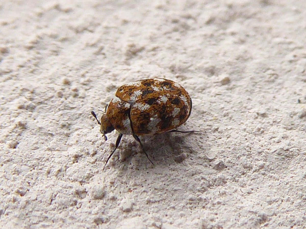 Varied Carpet Beetleon Surface.jpg Wallpaper