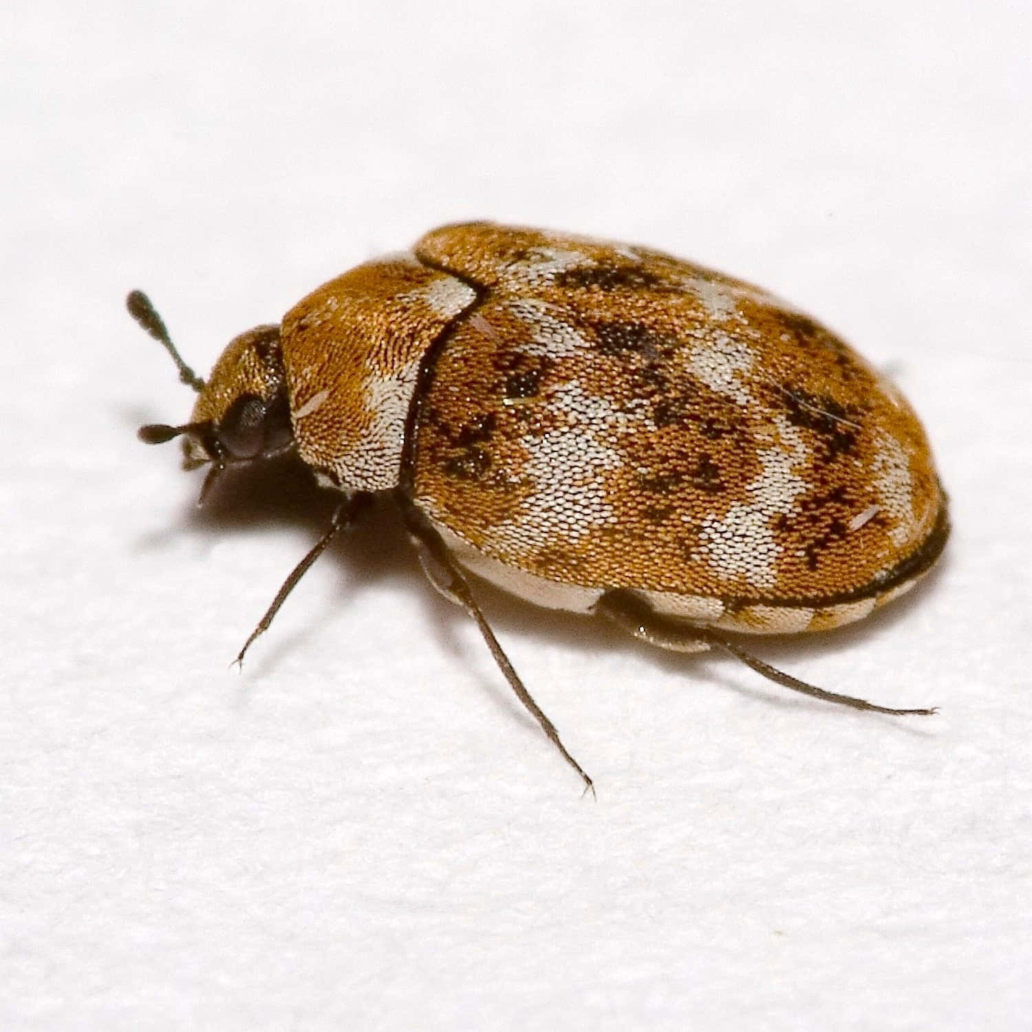 Varied Carpet Beetleon White Background Wallpaper