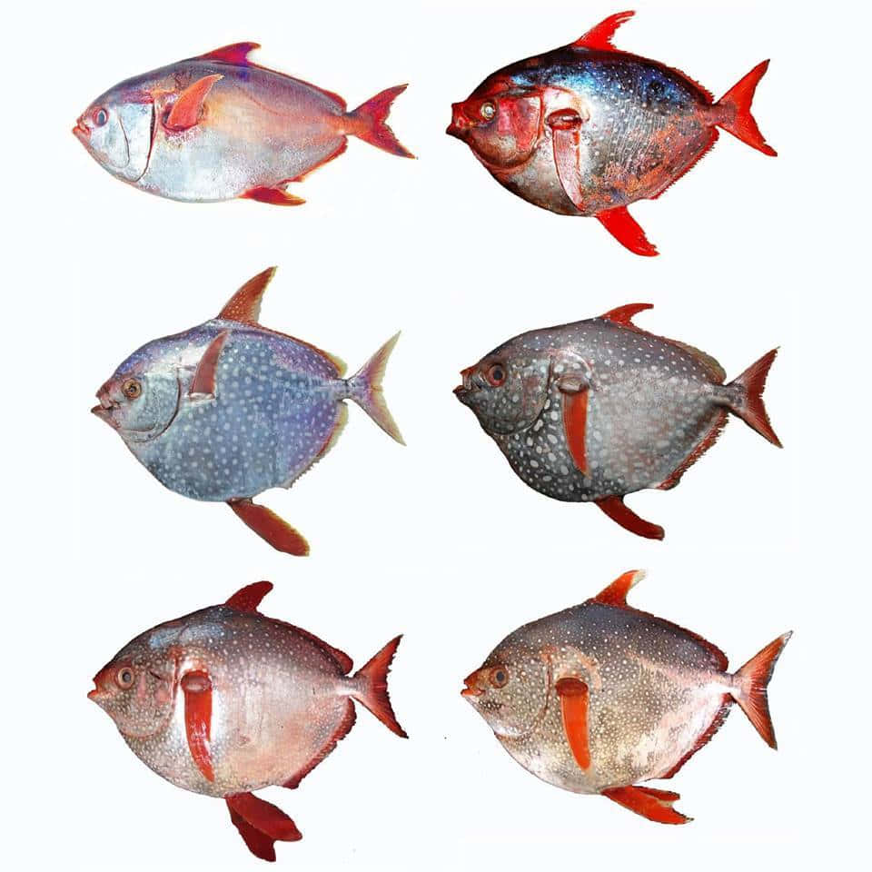 Varieties_of_ Opah_ Fish Wallpaper