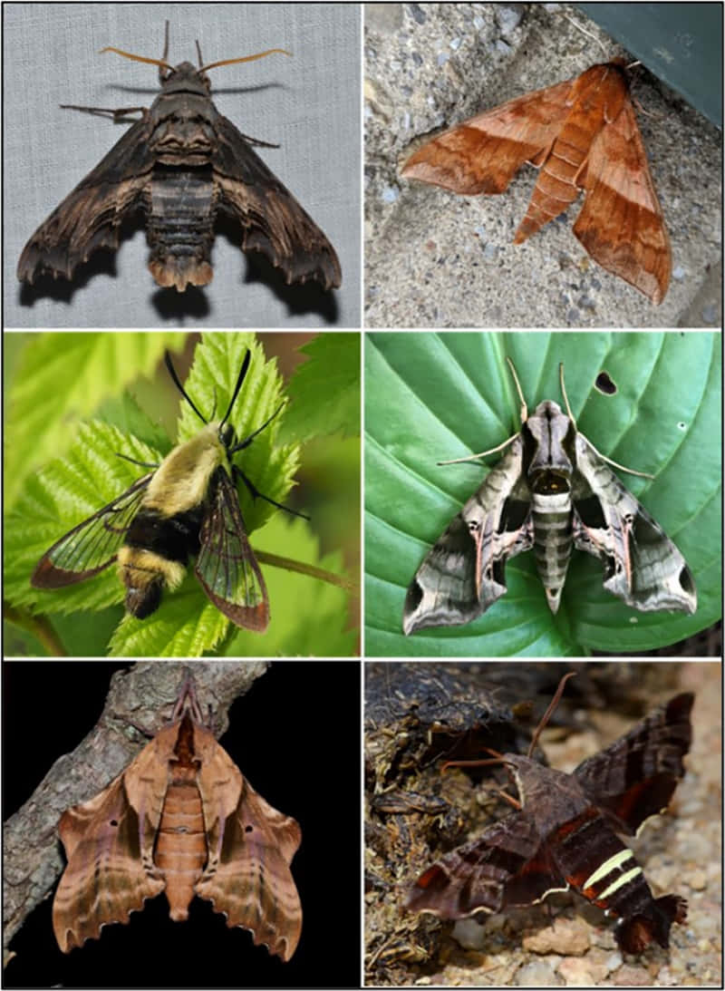 Varieties_of_ Sphinx_ Moths Wallpaper