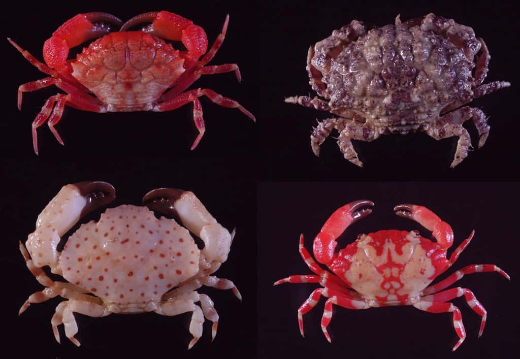 Varieties_of_ Xanthid_ Crabs Wallpaper