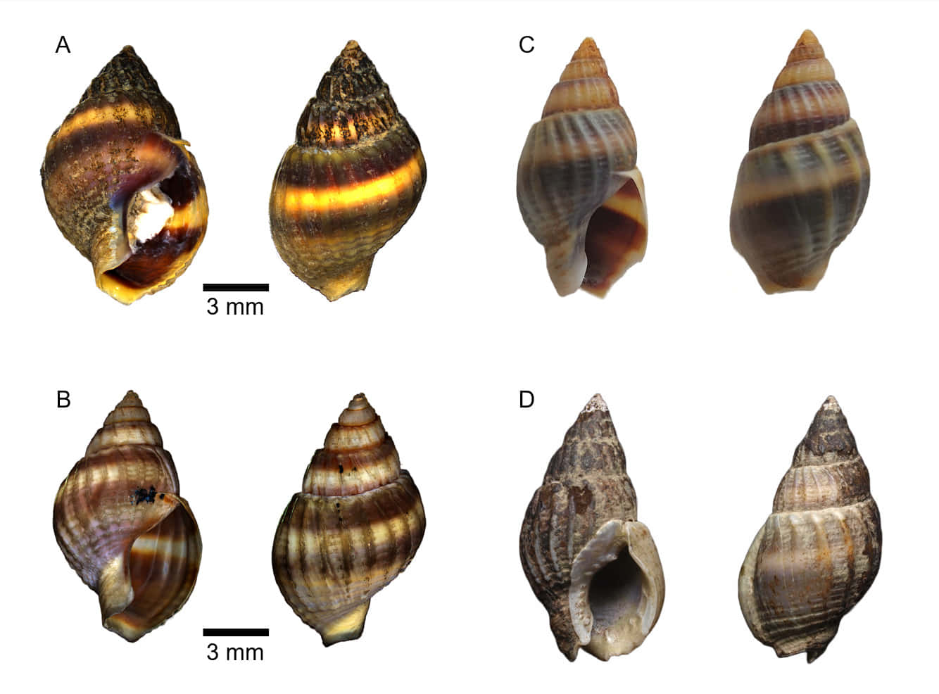 Varietiesof Buccinidae Shells Wallpaper