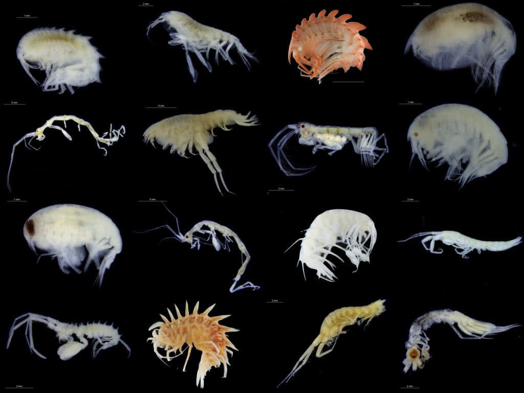 Variety_of_ Amphipods Wallpaper