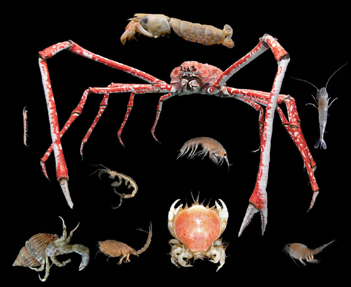 Variety_of_ Crustaceans_on_ Black_ Background.jpg Wallpaper