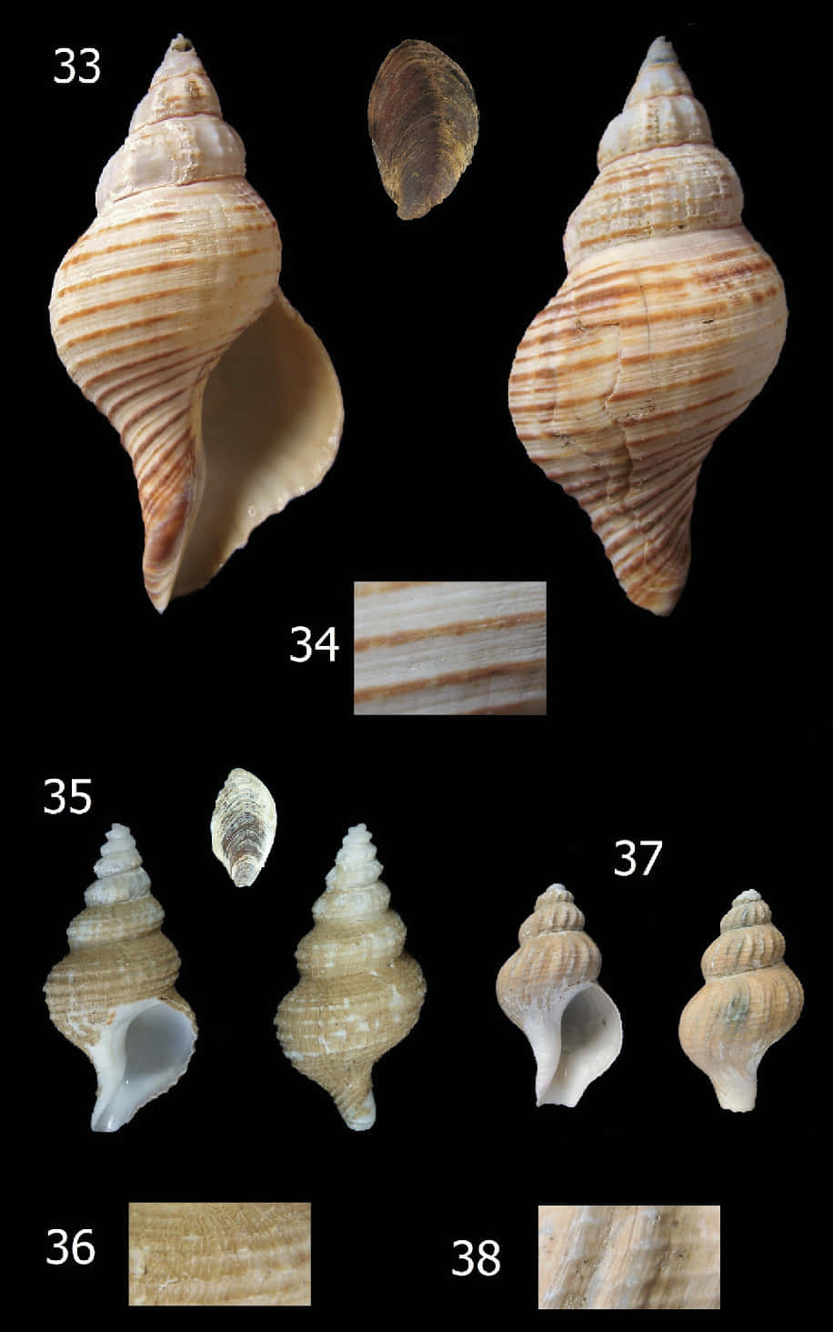 Varietyof Buccinidae Shells Wallpaper