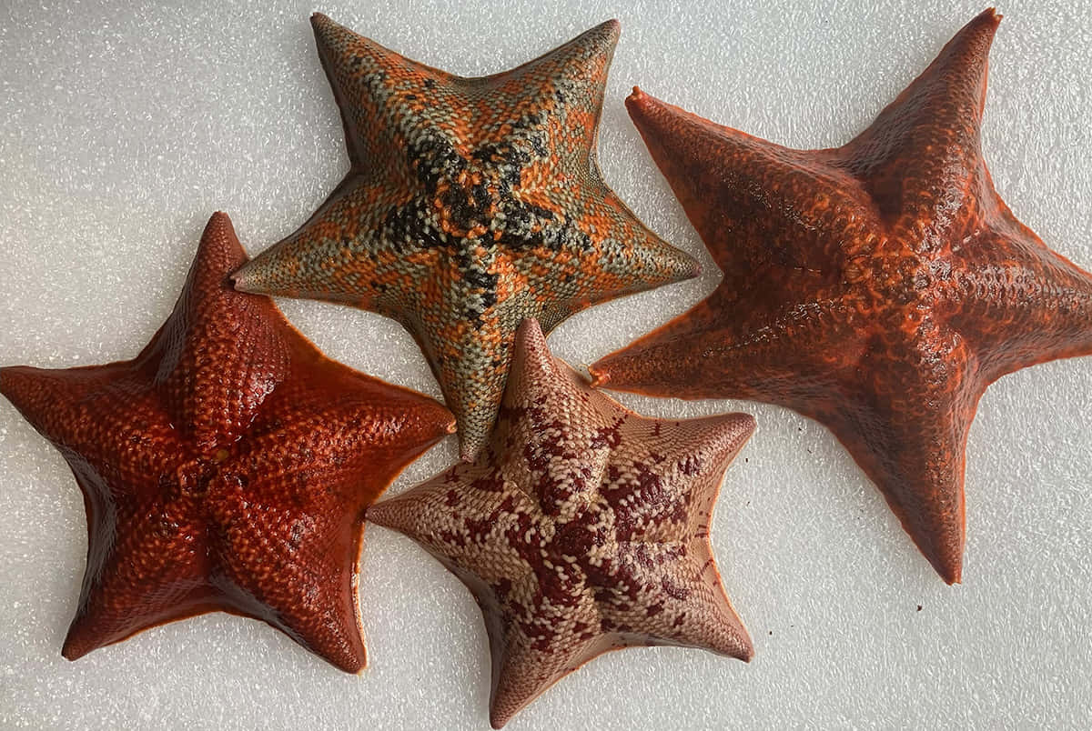 Varietyof Sea Stars Wallpaper