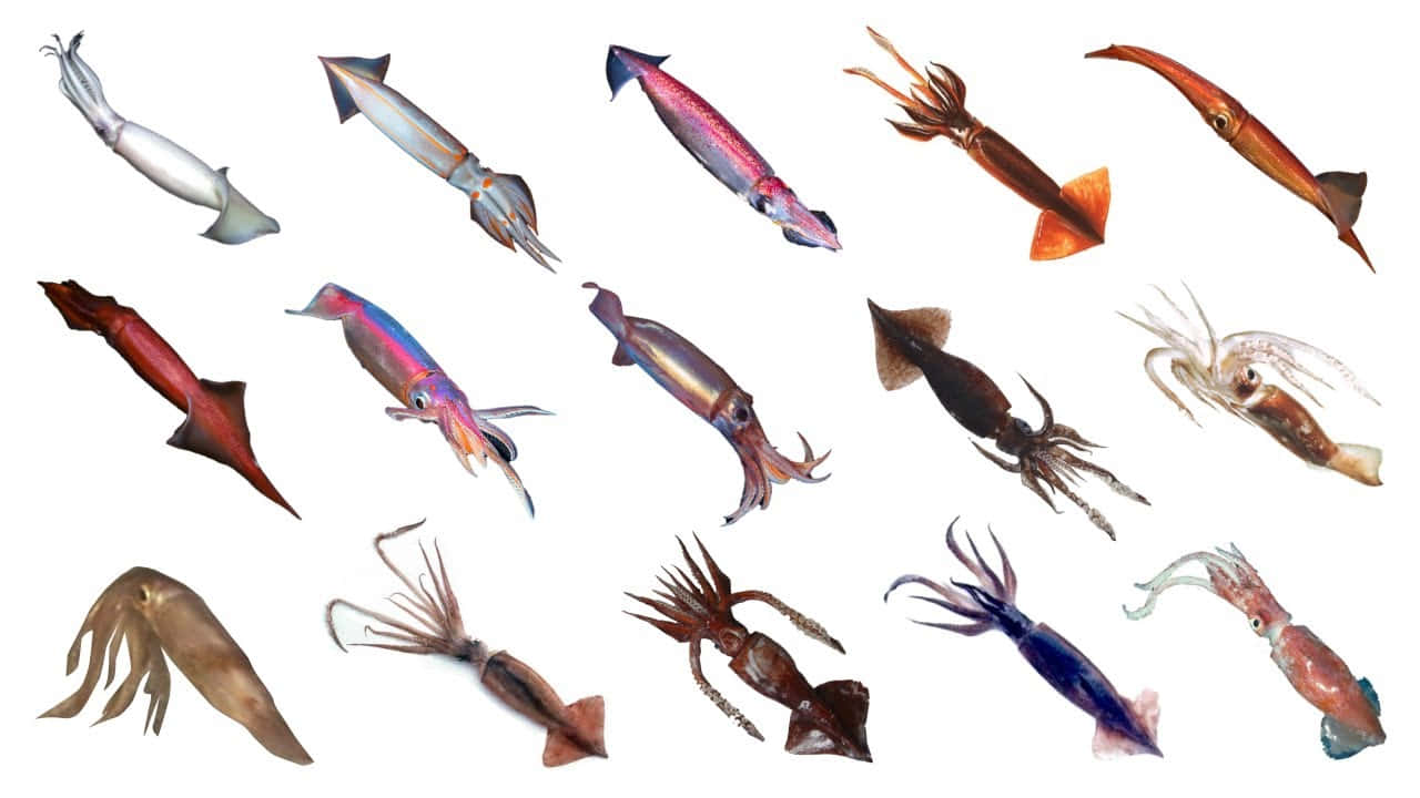 Varietyof Squid Species Wallpaper