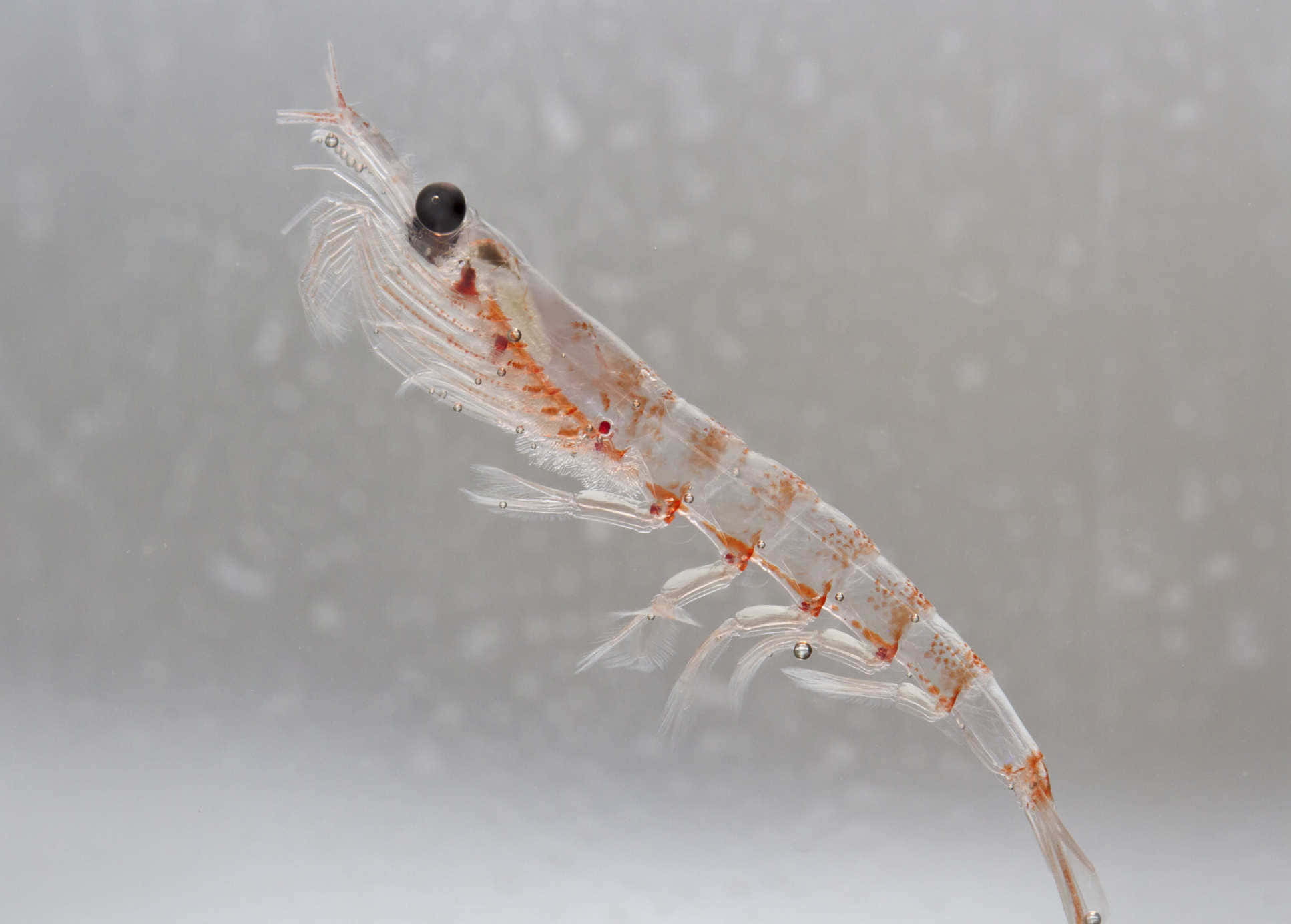 Vast Swarms Of Antarctic Krill Wallpaper