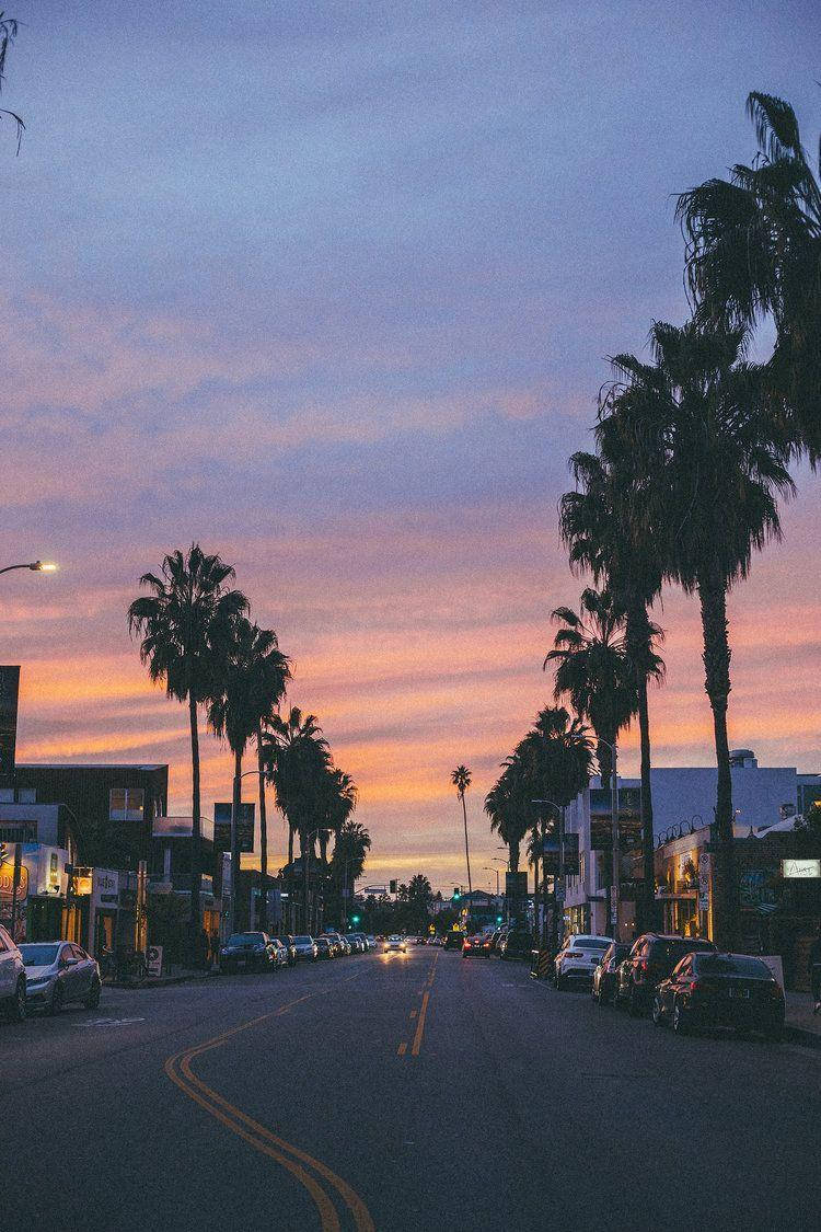 Venice Beach Trees Lining Road Wallpaper