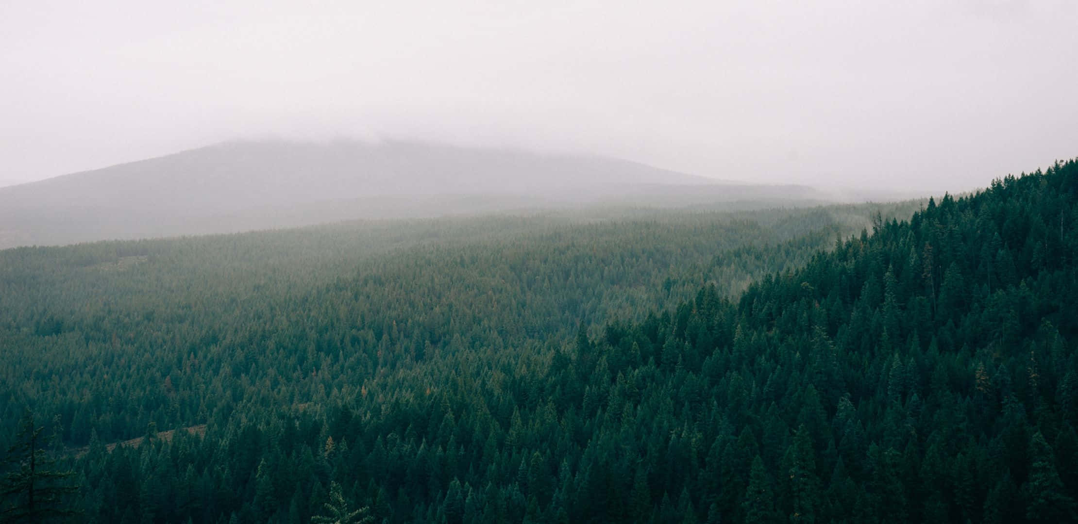 Verdant Green Meadow On The Edge Of A Cliff Wallpaper