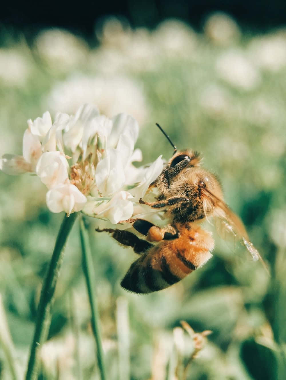 Vibrant Aesthetic Bee Pollinating On A Pink Flower Wallpaper