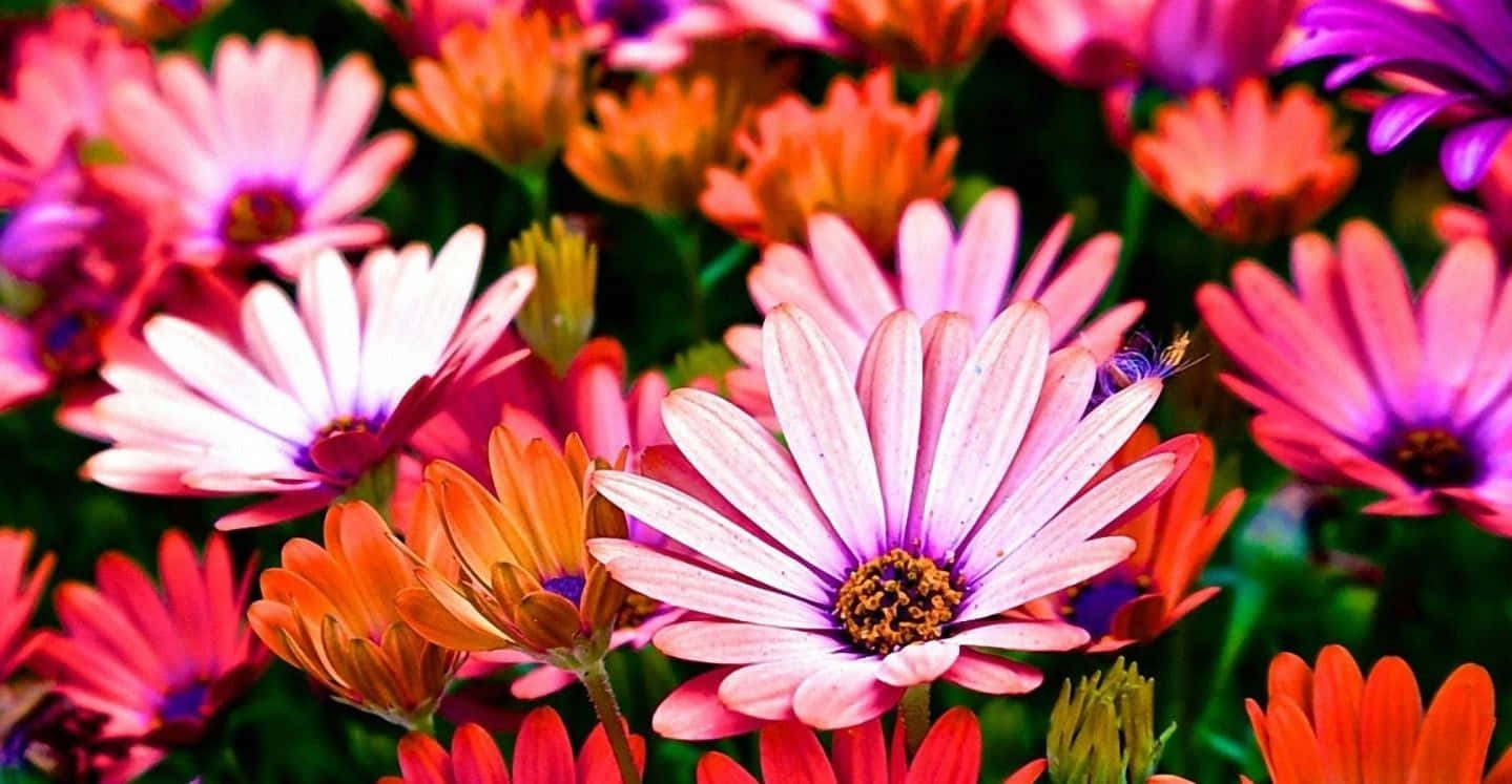 Vibrant And Colorful Flowers In Full Bloom Wallpaper