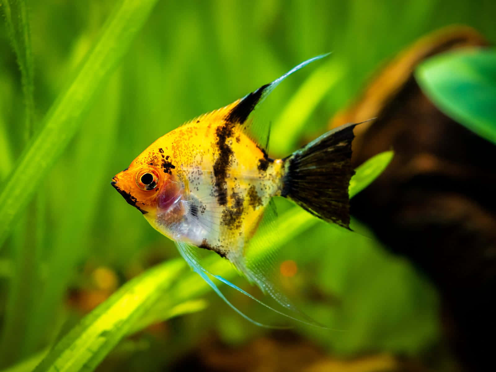 Vibrant Angelfish Aquarium Scene.jpg Wallpaper