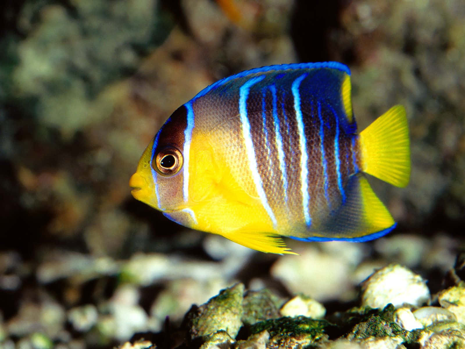 Vibrant Angelfish Swimming Wallpaper