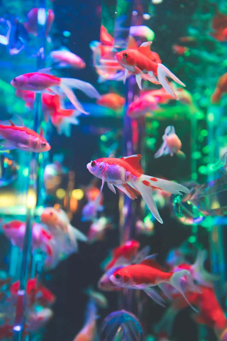 Vibrant_ Aquarium_ Goldfish_ Swim Wallpaper