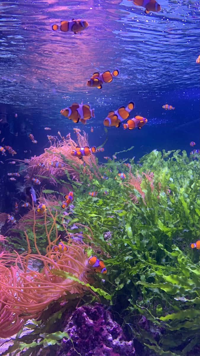 Vibrant_ Aquarium_ Life.jpg Wallpaper